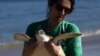 FILE - A volunteer carries a Green Sea Turtle after it was caught temporarily at a feeding site on Itaipu Beach in Niteroi, Brazil, May 24, 2023. Nearly half of the world's migratory species are in decline, according to a new UN report, Feb. 12, 2024.