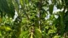 Coffee cherries are pictured at Tran Thi Huong's farm in Pleiku, Gia Lai province, Vietnam, June 12, 2024.