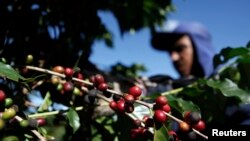 COFFEE-BRAZIL/FROST