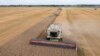 FILE - Harvesters collect wheat in Zghurivka, Ukraine, Aug. 9, 2022. U.N. Secretary-General Antonio Guterres welcomed this week an extension of the Black Sea Grain Initiative, which allows Ukrainian grain to be shipped through Black Sea ports.