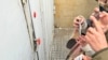 Jurnalist Günel Manaflı BŞBPİ-də şahid qismində ifadə verib