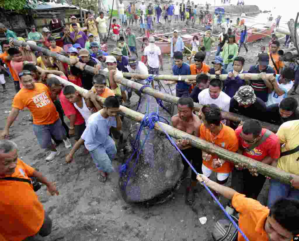 Warga dan relawan membantu mengangkut bangkai ikan hiu paus yang terdampar ke daratan di kota pesisir Tanza, selatan Manila, Filipina.