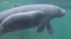 Kematian Sapi Laut Florida Melonjak akibat Peningkatan Polusi