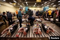 Wholesalers check the quality of fresh tuna fish at the Tsukiji fish market in Tokyo, Japan, Sept. 29, 2018.