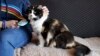 Tara Kramer sits in her apartment with her cat Busy, April 8, 2022, in Des Moines, Iowa. More of the roughly 40 million Americans who get help buying food through the federal SNAP program are seeing their benefits plunge even as the nation struggles with 