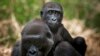 A baby lowland gorilla rides on his mother's back at the primate sanctuary run by the Cameroon Wildlife Aid Fund in Mefou National Park, just outside the capital Yaounde, March 21, 2009. During the women's Africa Cup of Nations football tournament in Cameroon, the Sports for Nature campaign will call attention to endangered animals. 
