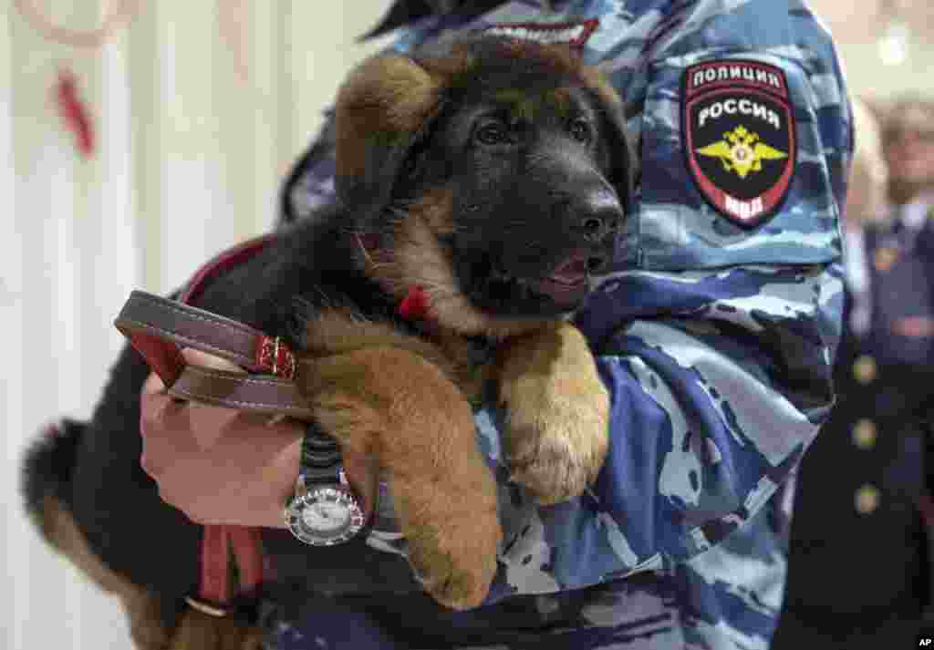 A Russian police officer holds a puppy, named Dobrynya, before presenting it to French police in the French Embassy in Moscow, Russia. Russian police puppy Dobrynya will take place of a French service dog Diesel which died in a special operation held in Paris on Nov. 18.