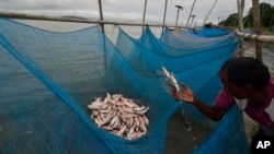 FILE - A man collects small fish caught with mosquito nets in the Brahmaputra River, in Gauhati, India, Aug. 5, 2013.