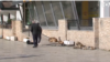 Во последните три години 3600 граѓани низ земјата пријавиле напади од улични кучиња. Од нив, дури 500 се деца. Но, се смета дека бројките се многу поголеми од официјалните.
