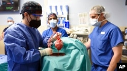Tim dokter menunjukkan jantung babi sebelum ditransplantasi ke tubuh David Bennett di Baltimore, Maryland 7 Januari 2022.