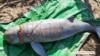 Deaths of 3 Endangered Cambodian Dolphins Raise Alarm
