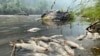 Suku Karuk: Kebakaran Hutan California Dekat Oregon Sebabkan Kematian Ikan