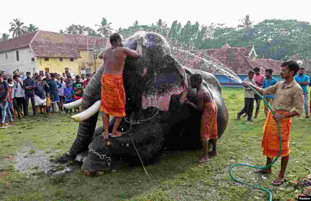 ហ្ម​ដំរី​មុជទឹក​ឲ្យ​ដំរី​នៅ​ព្រះវិហារ​មួយ​ជាយក្រុង​ Kochi ប្រទេស​ឥណ្ឌា។