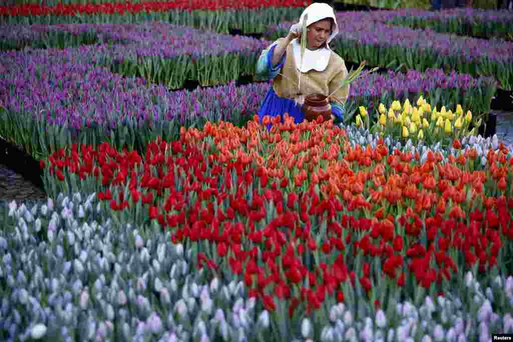 A woman dressed up as &quot;The Milkmaid&quot; by Johannes Vermeer picks tulips that were placed in front of the Royal Palace at the Dam Square to celebrate the beginning of the tulip season in Amsterdam, the Netherlands, Jan. 16, 2016.