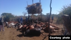 Vamwe vagari vekuHurungwe vanoti vakarasikirwa nematanga ose emombe dzichifa nechirwere chisati chazivikanwa.