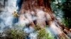 Perubahan Iklim Berdampak pada Taman-Taman Nasional AS