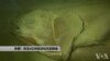 孤悬于印度洋的塞舌尔群岛，离东非的索马里及肯尼亚有数百英里之遥，是一个做科学研究的绝佳地点，因为岛上的一切几乎还维持着原始状态，科学家们在这里研究珊瑚，监视塑料废弃物，以及寻找一种上古的鱼类腔棘鱼在此出现的可能性。