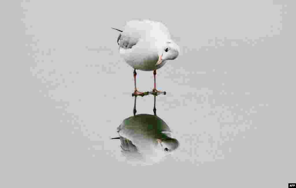 A gull stands on the ice of the Maschsee lake in Hanover, Germany.