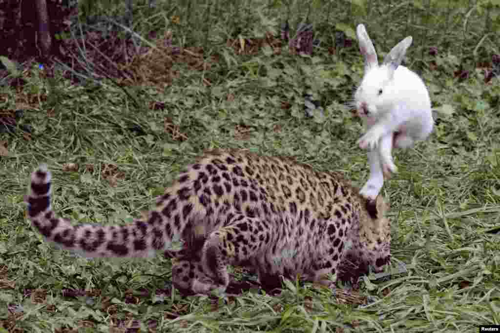 A rabbit hops to avoid a five-month-old leopard cub during a test of the cub&#39;s wild natural instincts at a wildlife park in Qingdao, Shandong province, China, Sep. 10, 2013.