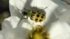 The spotted cucumber beetle can carry bacteria that give squash heart attacks. (Photo courtesy of iNaturalist/jhamby)