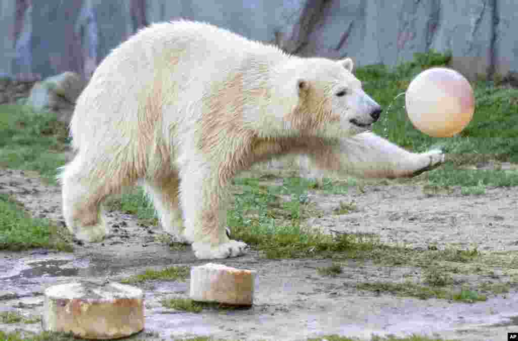Polar bear Nanook plays with a ball as she celebrates her first birthday in the zoo, in Gelsenkirchen, Germany.