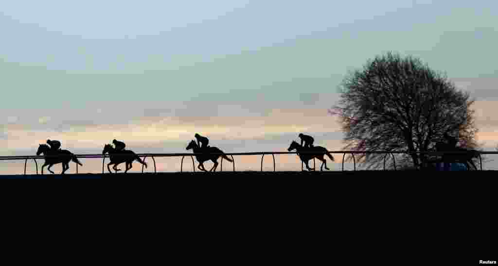 Racehorses galloping in the early morning at Upper Lambourn, southern England