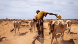 'ኣብ ኢትዮጵያ ዝተናውሐ ድርቂ ስድራታት ናብ ጠርዚ ይድፍኦም ኣሎ' ዩኒሴፍ