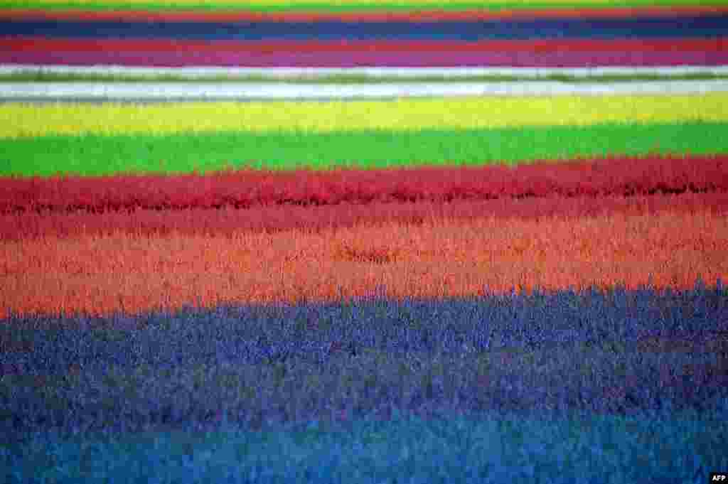 Ladang tanaman heather di Bischoffsheim, sebuah kota di Perancis timur. 