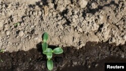 FILE - Pipian plants are irrigated in a drought-affected farm near the town of San Marcos Lempa, El Salvador, July 25, 2018. 