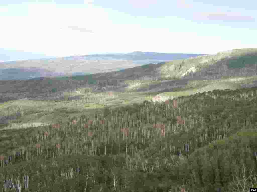 Scientists are monitoring this grove of Aspen in western Colorado to see how the trees respond to increasingly warmer temperatures. Photo credit: Kimberly Pham