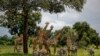 Giraffes Move Closer to Endangered Species Protection