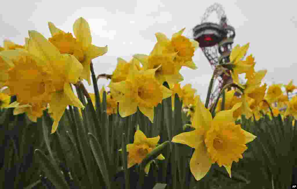 Daffodils at the Olympic Park in London. Unexpectedly mild temperatures are causing some daffodils to bloom and some ice rinks to suspend operations.