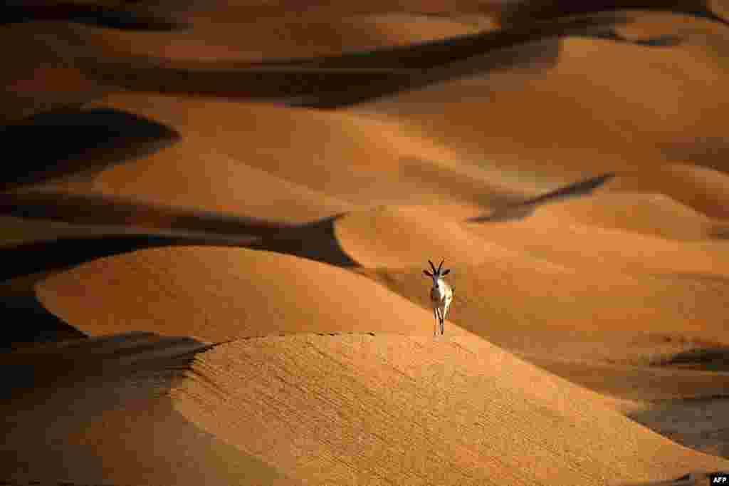 A sand gazelle is seen at the Arabian Oryx Sanctuary in Umm Al-Zamool, some 290 kilometers south of Abu Dhabi near the border with Oman and Saudi Arabia.