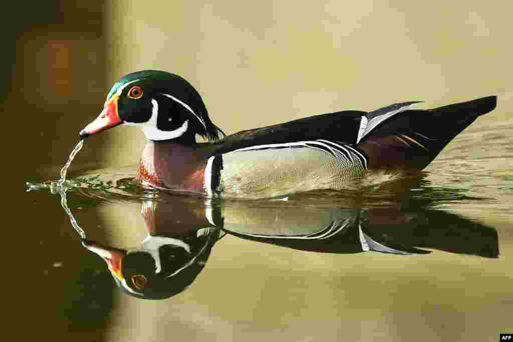 인도 하우라의 고시파라(Ghosh Para)에 있는 호수에서 주로 북미에서 볼 수 있는 미국원앙새(Carolina duck)가 발견됐다.