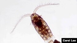 A grant of nearly $900,000 allows Carol Lee to hire graduate students for research into how Eurytemora affinis can adapt to changes in salinity and temperature.