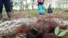 Orangutan Kalimantan yang tersesat di perkebunan karet milik masyarakat di Desa Baamang, Kotawaringin Timur, Kalteng, Minggu, 31 Januari 2021. (Courtesy: BKSDA Kalteng) 