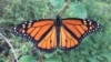 Geotagged photos uploaded by citizen scientists using the iNaturalist app have been used in studies on monarch butterflies, among others. (Robb Hannawacker / iNaturalist)