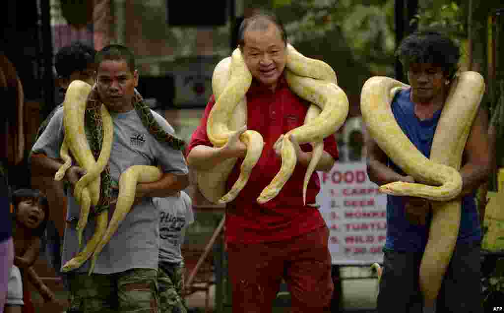Zoo owner Manny Tangco (C) carries albino Burmese pythons at the Malabon Zoo in Manila, the Philippines, as the world celebrates 3rd World Wildlife Day.