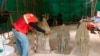 Arkeolog Kamboja Temukan Belasan Patung Berusia Ratusan Tahun
