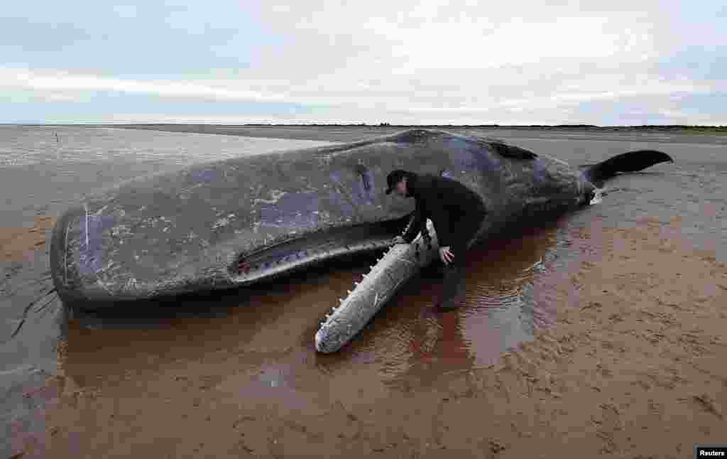 A man looks at the carcass of a Sperm Whale on the beach in Hunstanton, Britain. The sixth whale died on a British beach on Thursday, the latest of two dozen of the bus-length mammals to wash ashore and perish in shallow waters on the coastline of Europe&#39;s North Sea.