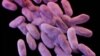FILE - This illustration released by the Centers for Disease Control and Prevention shows a group of antibiotic-resistant bacteria. 