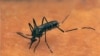 A mosquito at work. 