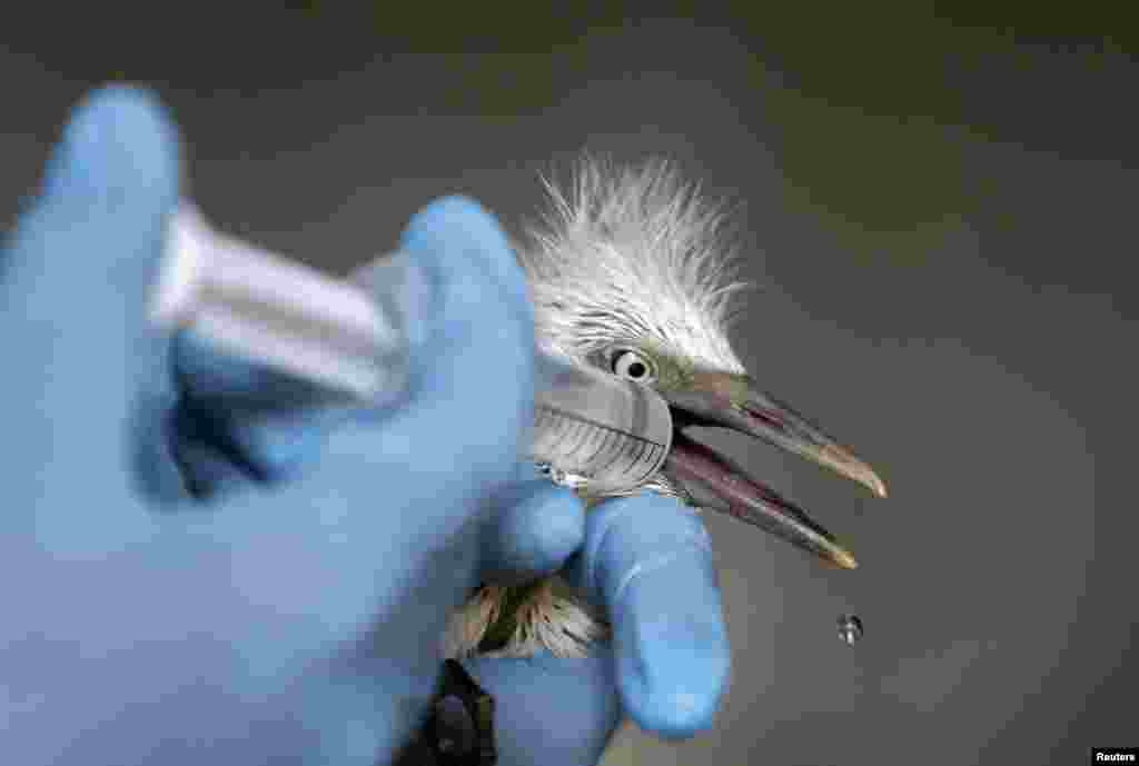 A volunteer feeds glucose water to a Cattle Egret chick at an animal hospital at Hathijan village, on the outskirts of the Western Indian city of Ahmedabad. According to a vet, at least 400 Cattle Egrets were rescued and more than 100 died at the site of an illegal tree cutting at Ranasan village of Sabarkantha district, about 90 km (56 miles) from Ahmedabad. 