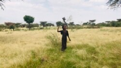 ኣብ ዞባ ዶቡብ ትግራይ ዕስለ ኣንበጣ ኣብ ዝበፅሑ ዘራእቲ ጉድኣት የብፅሕ