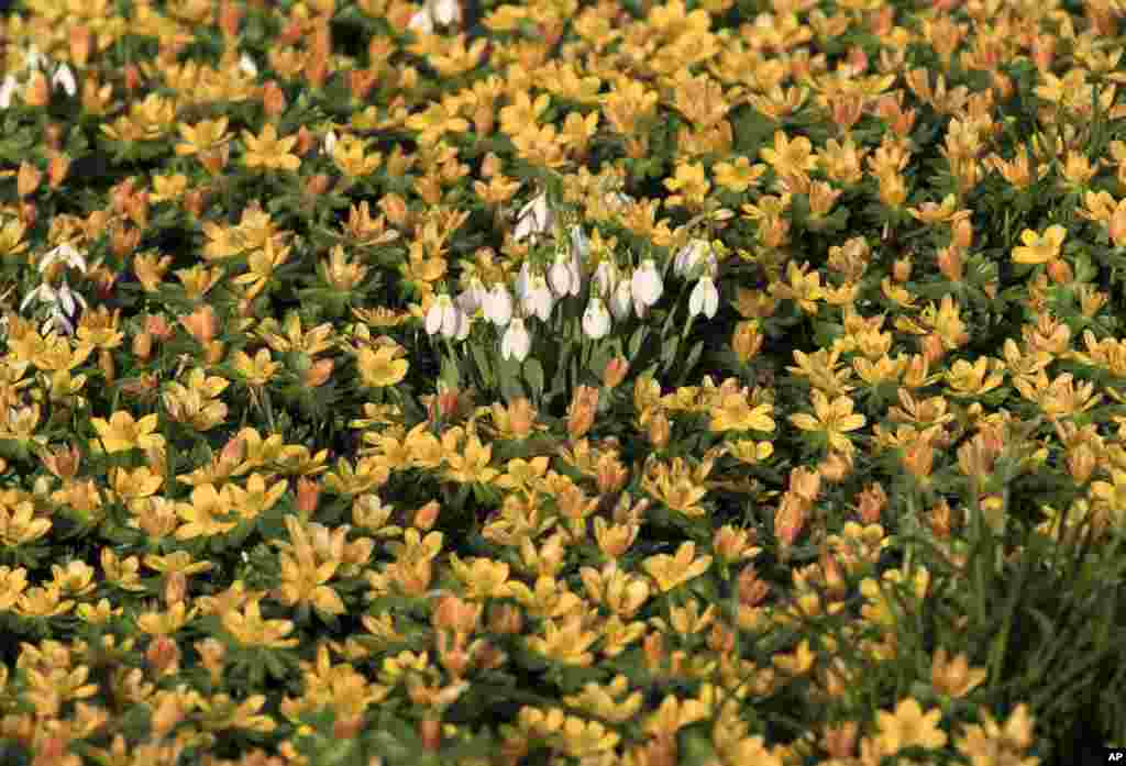 Freshly sprung snowdrop flowers are surrounded by winter aconites on an unseasonably warm winter day in Bucharest, Romania.