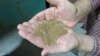 Demand Rises for Teff, Other 'New' Alternatives to Wheat