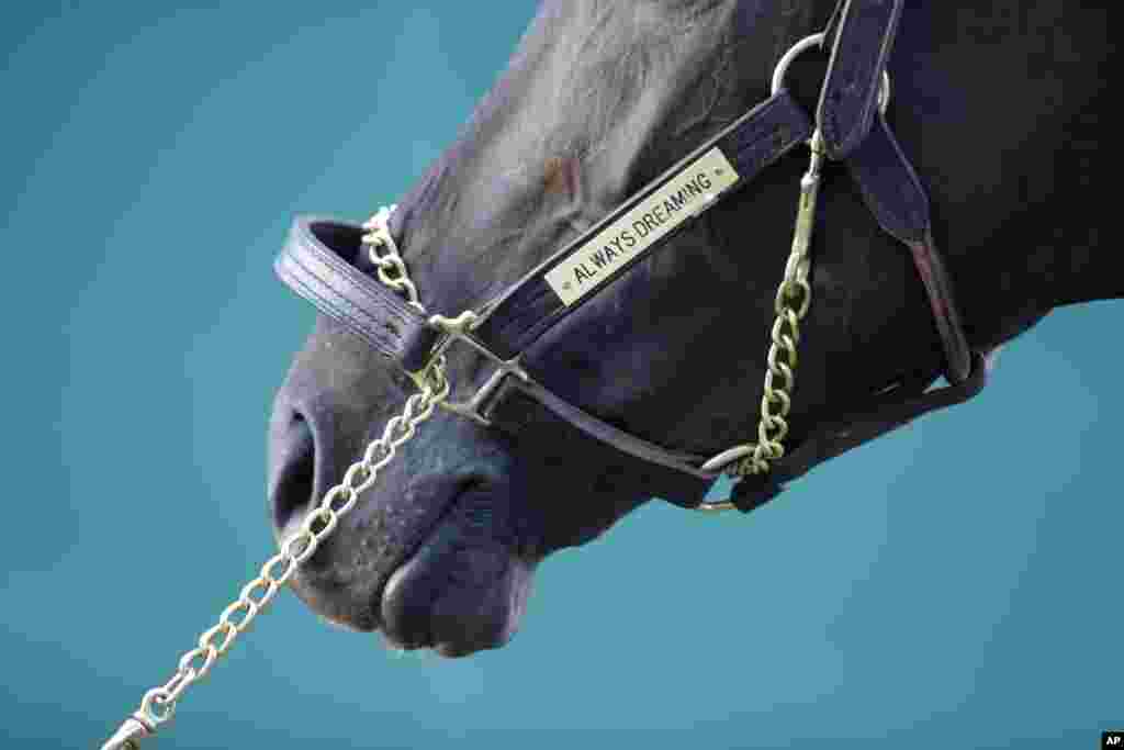 Always Dreaming, kuda pemenang pacuan &#39;Kentucky Derby&#39; berdiri di luar kandangnya di Pimlico Race Course di Baltimore, Maryland.
