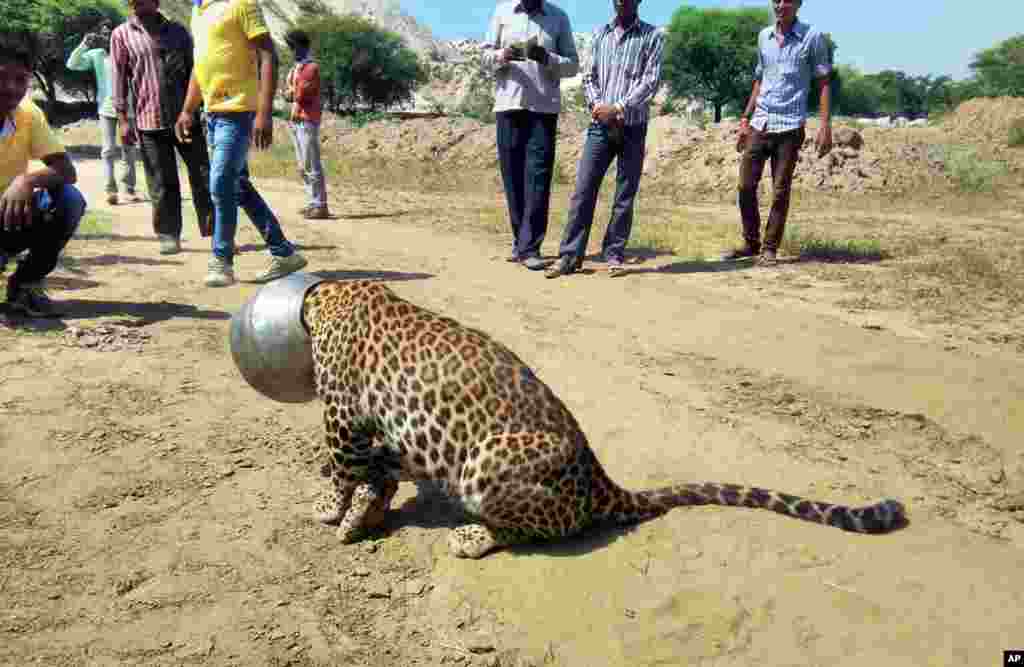 A leopard’s head gets stuck when it attempts to drink water from a pot in Rajsamand district of Rajasthan state, India. Forest officials tranquilized the animal and sawed off the pot later in the day.