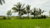 ស្រែរបស់កសិករក្នុងក្រុងកំពត ខេត្តកំពត ដែលត្រូវបានទឹកប្រៃហូរចូល កាលពីថ្ងៃទី ២ ខែតុលា ឆ្នាំ ២០២១។ (ស៊ុន ណារិន/VOA Khmer)
