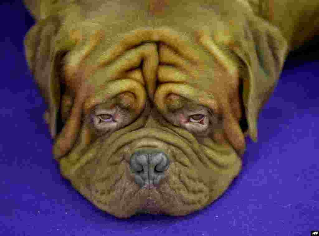 A Dogue de Bordeaux rests in the competition area in New York during Day 2 of competition at the Westminster Kennel Club 140th Annual Dog Show.